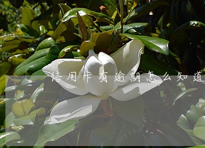 信用卡有逾期怎么知道 信用卡有逾期怎么知道
