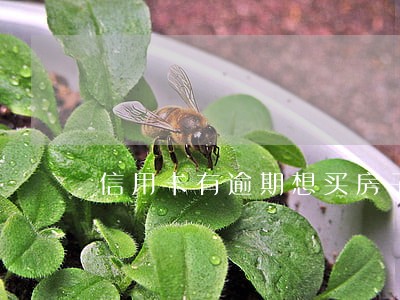 信用卡有逾期想买房子怎么办 信用卡有逾期想买房子怎么办