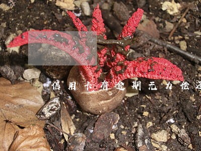 信用卡有逾期无力偿还怎么办 信用卡有逾期无力偿还怎么办