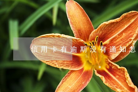 信用卡有逾期没有通知怎么办 信用卡有逾期没有通知怎么办