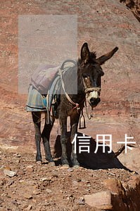 信用卡有逾期没法贷是吧 信用卡有逾期没法贷是吧
