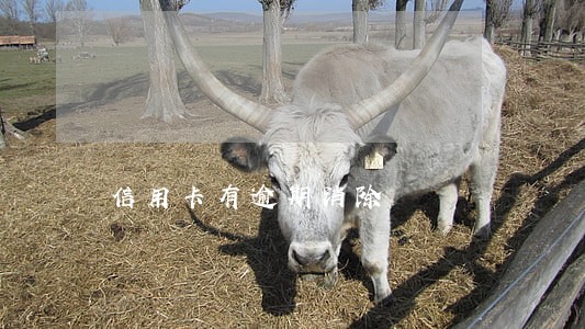 信用卡有逾期消除