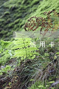信用卡有逾期的话怎么处理 信用卡有逾期的话怎么处理