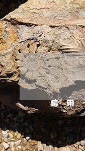 信用卡有逾期的详版征信图片 信用卡有逾期的详版征信图片
