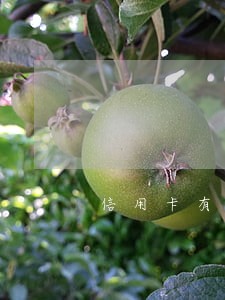 信用卡有逾期社保贷款 信用卡有逾期社保贷款