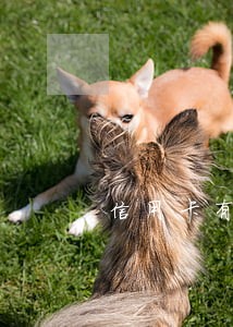 信用卡有逾期肯定上征信吗