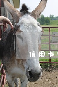 信用卡有逾期能不能交社保 信用卡有逾期能不能交社保
