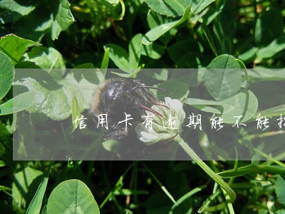 信用卡有逾期能不能按揭 信用卡有逾期能不能按揭
