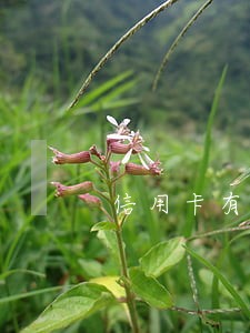信用卡有逾期能交公积金吗 信用卡有逾期能交公积金吗