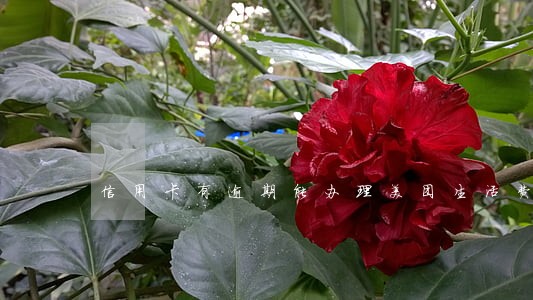 信用卡有逾期能办理美团生活费吗
