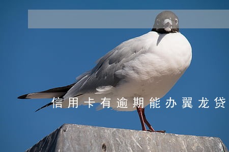 信用卡有逾期能办翼龙贷吗 信用卡有逾期能办翼龙贷吗