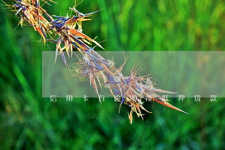信用卡有逾期能抵押贷款 信用卡有逾期能抵押贷款