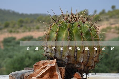 信用卡有逾期能跑滴滴代驾吗 信用卡有逾期能跑滴滴代驾吗