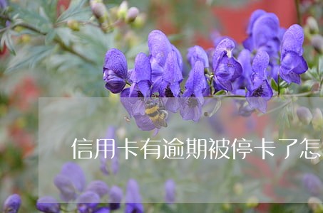 信用卡有逾期被停卡了怎么办 信用卡有逾期被停卡了怎么办