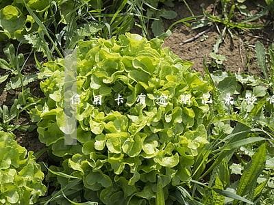 信用卡有逾期记录影响签证吗 信用卡有逾期记录影响签证吗