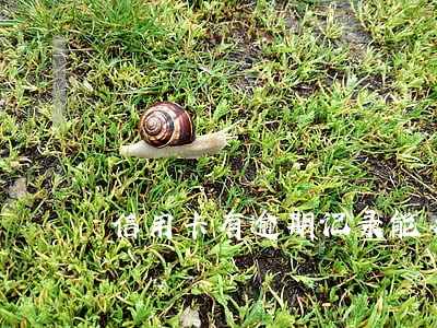 信用卡有逾期记录能办理房贷吗 信用卡有逾期记录能办理房贷吗