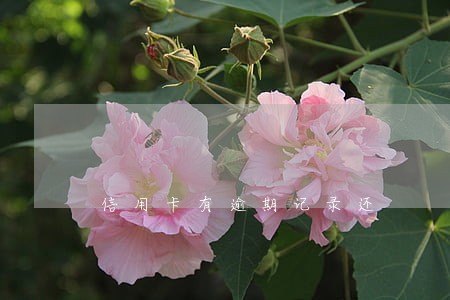 信用卡有逾期记录还 信用卡有逾期记录还