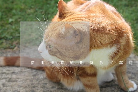 信用卡有逾期贷款买车可以吗 信用卡有逾期贷款买车可以吗