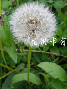 信用卡有逾期过能贷款吗 信用卡有逾期过能贷款吗