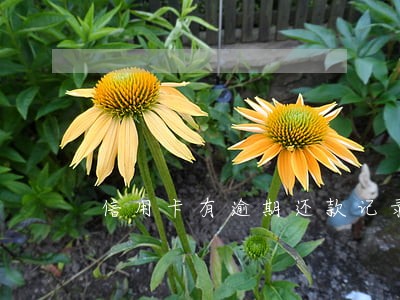 信用卡有逾期还款记录怎么办 信用卡有逾期还款记录怎么办