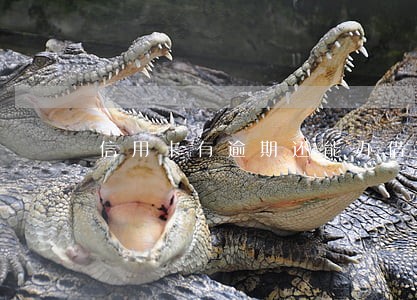 信用卡有逾期还能办借记卡吗 信用卡有逾期还能办借记卡吗