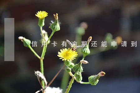 信用卡有逾期还能申请到贷款嘛