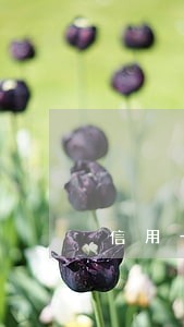 信用卡有逾期银行还能贷款吗 信用卡有逾期银行还能贷款吗