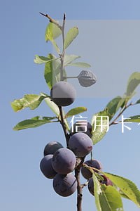 信用卡有重大逾期会怎么样 信用卡有重大逾期会怎么样