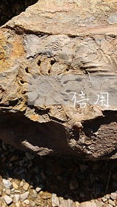 信用卡有钱逾期会自动扣款吗 信用卡有钱逾期会自动扣款吗