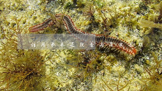 信用卡未还款查询没有逾期