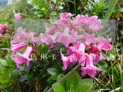 信用卡未还清算逾期吗