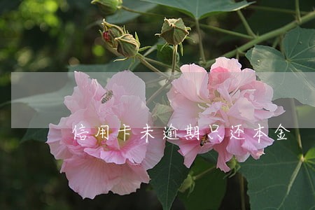 信用卡未逾期只还本金