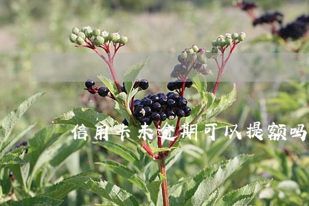 信用卡未逾期可以提额吗