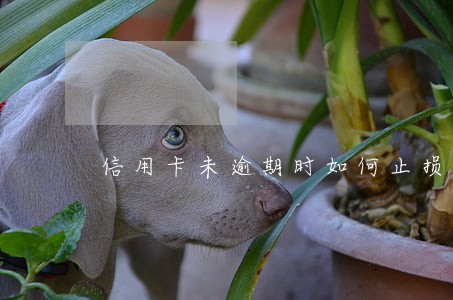 信用卡未逾期时如何止损 信用卡未逾期时如何止损