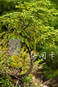 信用卡未逾期被纳入失信人员 信用卡未逾期被纳入失信人员
