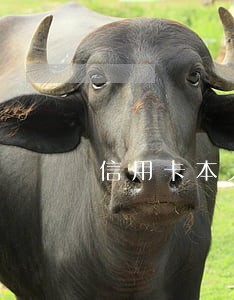 信用卡本人已亡逾期