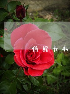 信用卡本人逾期了为什么起诉家人 信用卡本人逾期了为什么起诉家人