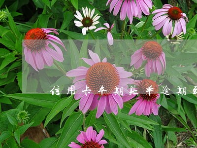 信用卡本期账单逾期到了出账 信用卡本期账单逾期到了出账