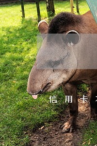 信用卡本金加好享贷超五万逾期 信用卡本金加好享贷超五万逾期