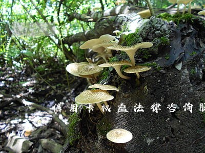 信用卡权益法律咨询服务 信用卡权益法律咨询服务