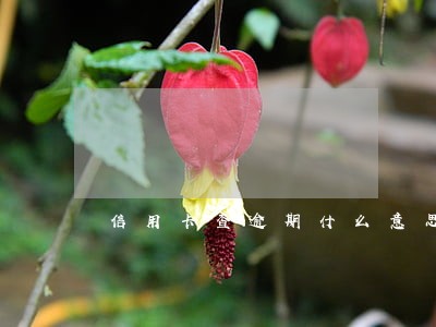 信用卡查逾期什么意思
