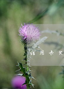 信用卡欠10万逾期一年滞纳金 信用卡欠10万逾期一年滞纳金