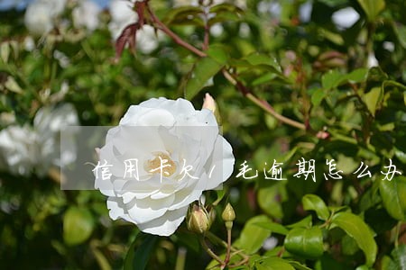 信用卡欠1毛逾期怎么办 信用卡欠1毛逾期怎么办