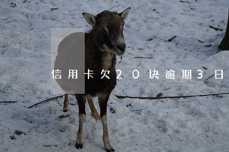 信用卡欠20块逾期3日 信用卡欠20块逾期3日