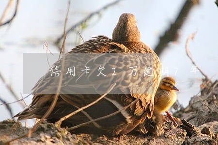 信用卡欠2万逾期7年 信用卡欠2万逾期7年