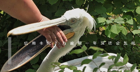 信用卡欠2万逾期一年没还会怎样