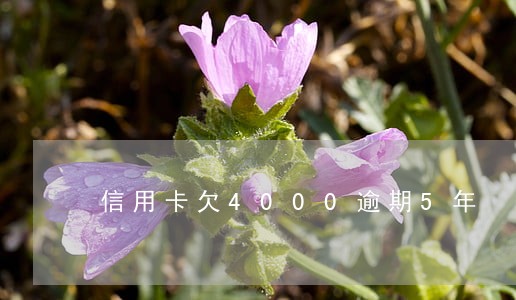 信用卡欠4000逾期5年 信用卡欠4000逾期5年