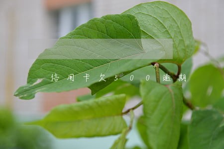 信用卡欠500逾期 信用卡欠500逾期