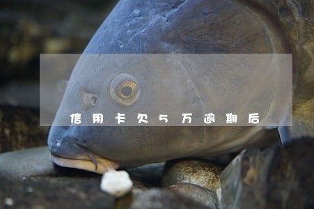 信用卡欠5万逾期后 信用卡欠5万逾期后