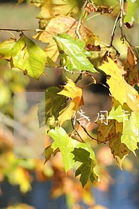 信用卡欠6000逾期费多少 信用卡欠6000逾期费多少